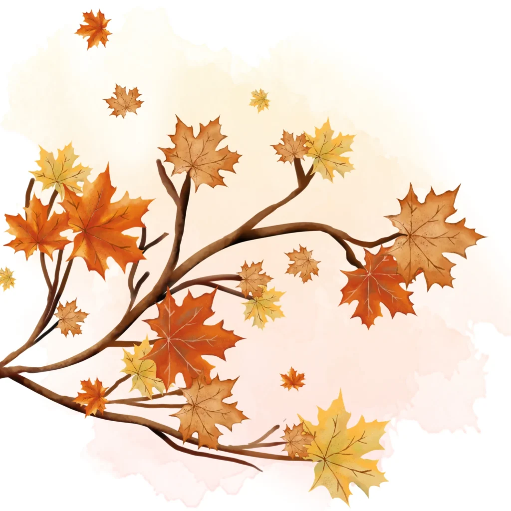 Image site web